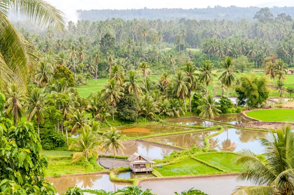 Сельская местность Суматры — стоковое фото