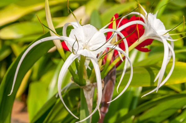 Fleurs à Mumbai — Photo