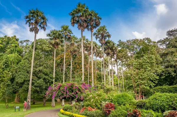 Jardín Botánico en Kandy — Foto de Stock