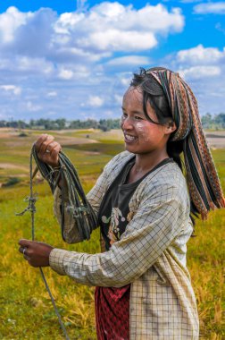 alanları pirinç hasat