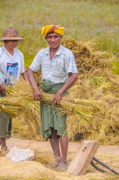 Colheita de arroz nos campos — Fotografia de Stock