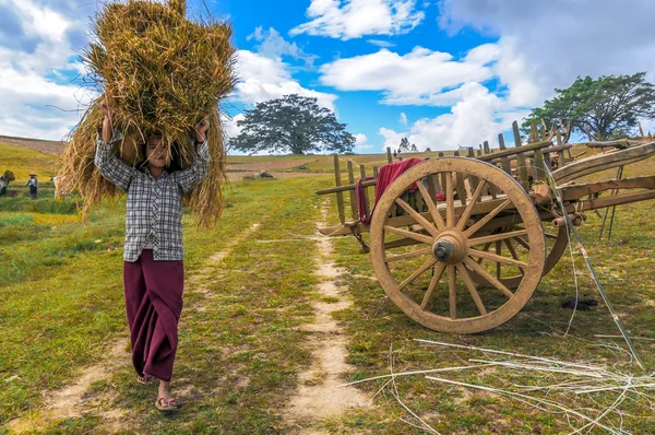 Harvesting Rice in The Fields — Stock Photo, Image