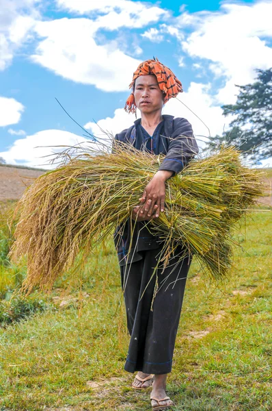 Harvesting Rice in The Fields — Stock Photo, Image