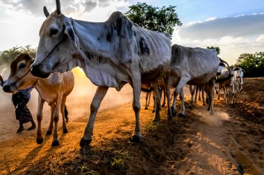 akşam otlayan sürüleri