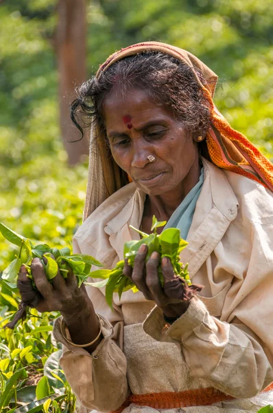Woman with Tea Leafs — Stock Photo, Image