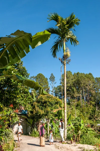 Récolte Betel Nut Palm — Photo