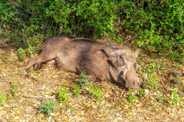 çöl warthog
