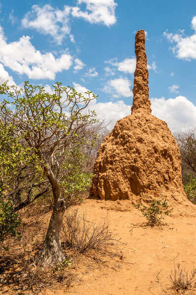 Термитный курган
