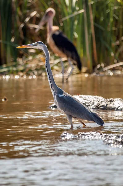 Birds on Lake Chamo — Stock Photo, Image