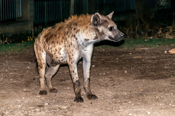 Hyena — Stock fotografie