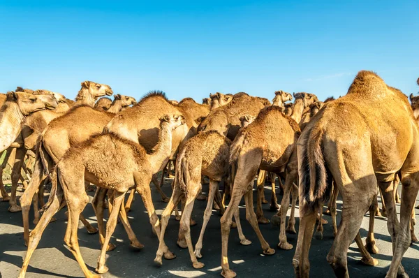 Manada de camellos en el camino —  Fotos de Stock