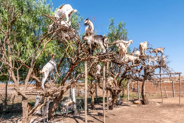 Cabras Trepando Árbol Argán Cerca Essaouira Marruecos —  Fotos de Stock