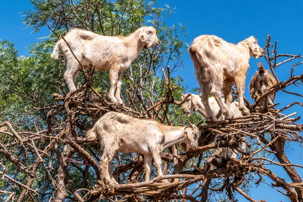 Cabras Escalando Uma Árvore Argan Perto Essaouira Marrocos Fotografia De Stock