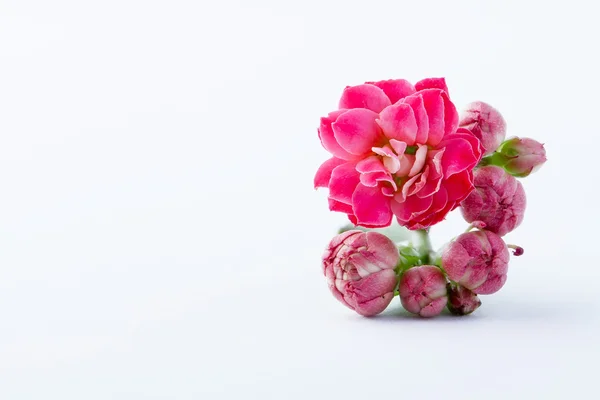 Pembe çiçekler makro — Stok fotoğraf