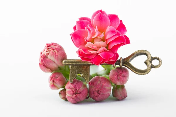 Çiçekler ve anahtar — Stok fotoğraf