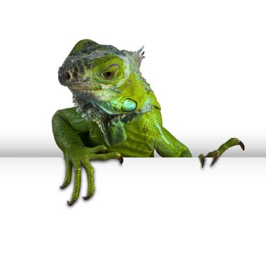 Yeşil iguana