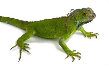 Yeşil iguana