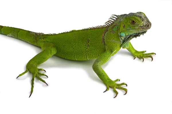 Zielony iguana — Zdjęcie stockowe