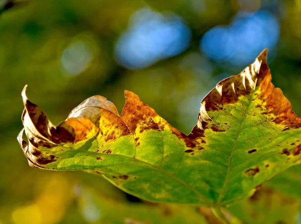 Bunte Sich Drehende Blätter Schaffen Herbstlichen Hintergrund — Stockfoto