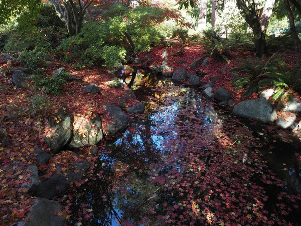 Fall Colors Bridge Beacon Hill Park Victoria — Stock Photo, Image