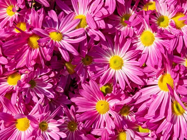 Colorful Background Bright Pink Daisies Yellow Middle — Stock Photo, Image