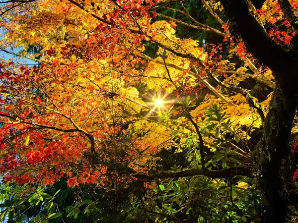 Jasne Głębokie Żywe Kolory Jesieni Parku — Zdjęcie stockowe