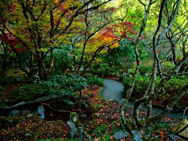 Luminosi Colori Autunnali Profondi Vivaci Nel Parco — Foto Stock