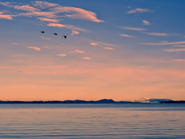 Geese Flying Overhead Seen Shore Sidney Baker Distance — Stock Photo, Image