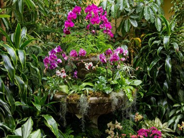 Dekoratif bir vazoda mor orkideler.