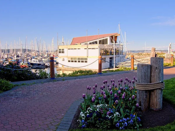 Tulpen Bloeien Bloembed Buurt Van Jachthaven Sidney — Stockfoto