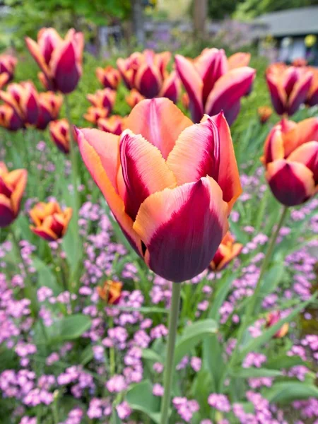 Magenta Bicolore Tulipani Gialli Sull Aiuola Con Fiori Ornamentali Rosa — Foto Stock