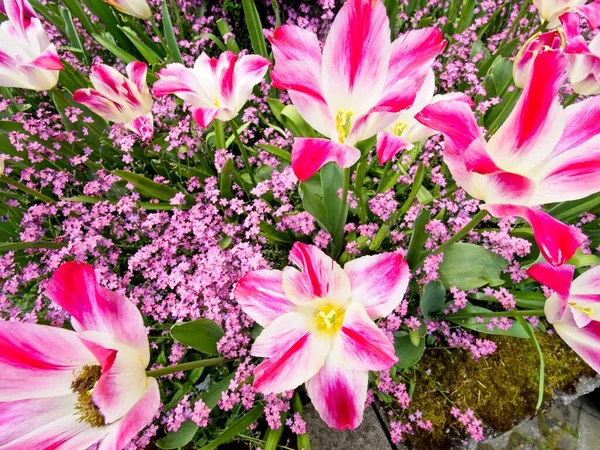 Двухтонированные Розовые Белые Тюльпаны Клумбе Розовыми Декоративными Цветами — стоковое фото