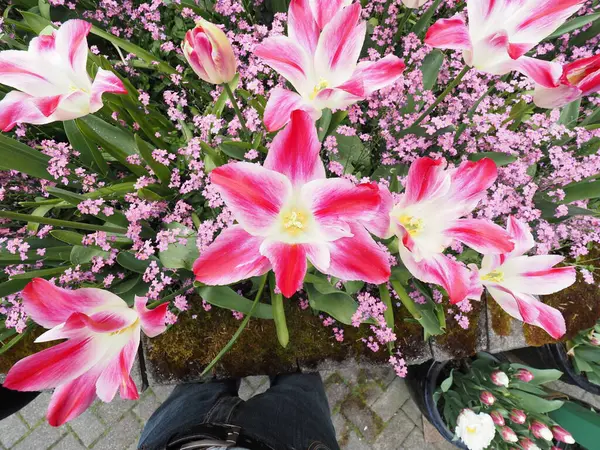 Tulipanes Rosados Blancos Bicolor Parterre Con Flores Ornamentales Rosadas — Foto de Stock