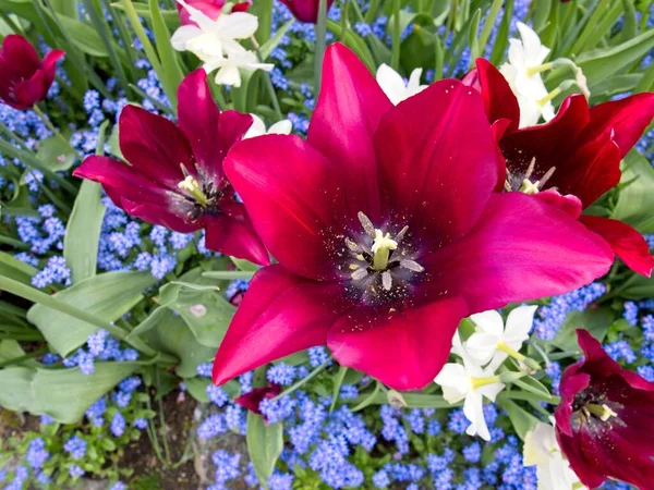 Tulipanes Magenta Macizo Flores Con Flores Azules Que Olvidan — Foto de Stock
