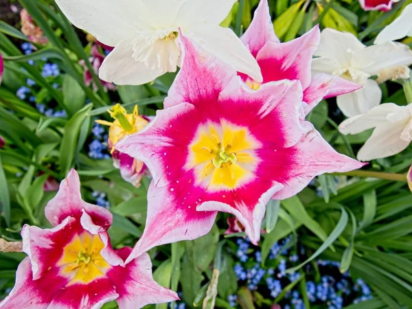 Dvoubarevné Růžové Žluté Tulipány Záhonu Okrasnými Květy — Stock fotografie