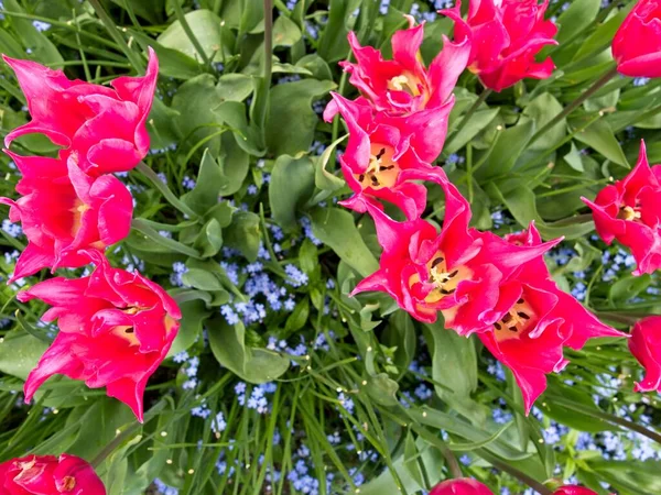 Tulipanes Rosados Amarillos Parterre Con Flores Ornamentales — Foto de Stock