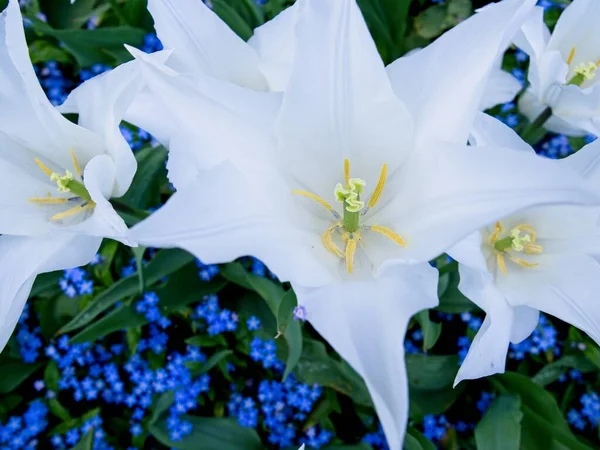 Tulipas Brancas Canteiro Flores Com Azul Esquecer Não Flores Ornamentais — Fotografia de Stock