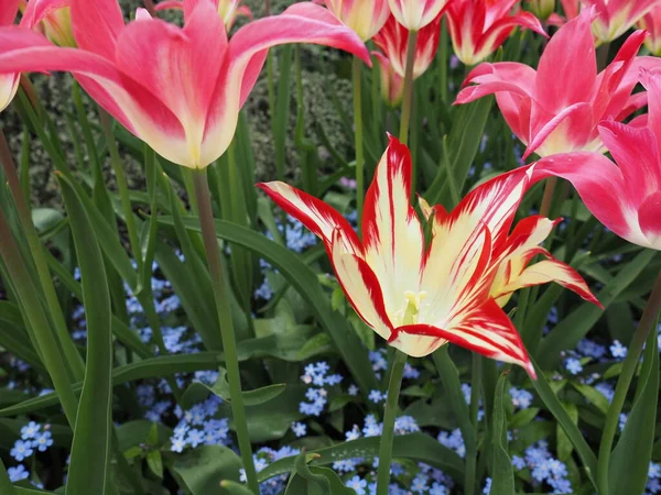 Tulipas Vermelhas Amarelas Dois Tons Com Flores Ornamentais Azuis Esqueça — Fotografia de Stock