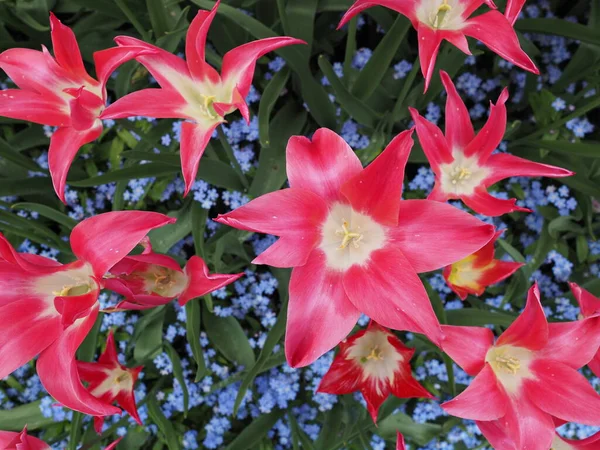 Tulipas Rosa Amarela Dois Tons Com Flores Ornamentais Azuis Esqueça — Fotografia de Stock