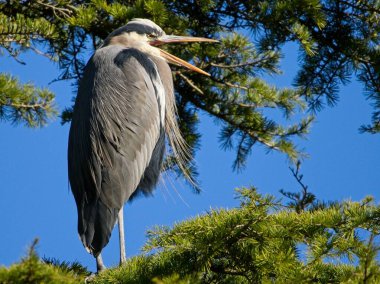 Büyük Mavi Balıkçıllar yuva yaparken ağacın tepesine tünediler.