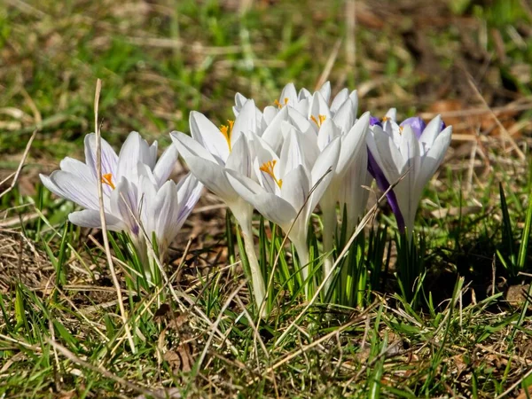 Frühe Weiße Krokusse Wachsen Frühjahr Gras — Stockfoto