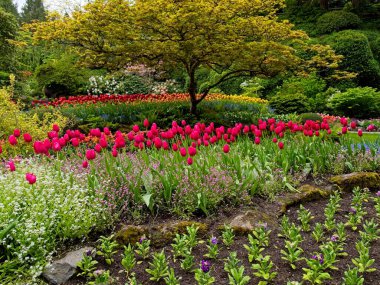 İlkbaharda açan yemyeşil bahçe laleler, çiçek tarlaları ve çimlerle