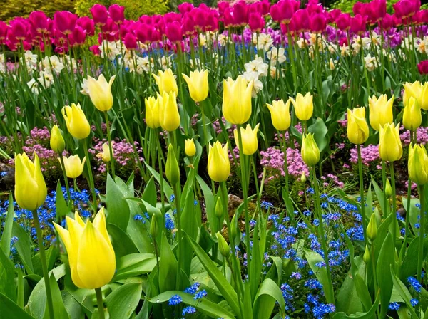 Üppiger Garten Blüht Frühling Mit Tulpen Blumenbeeten Und Rasen — Stockfoto
