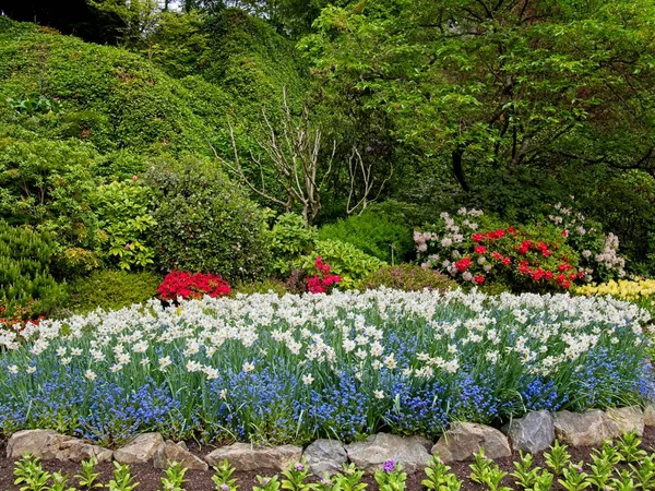 Lummig Trädgård Blommar Våren Med Tulpaner Rabatter Och Gräsmattor — Stockfoto