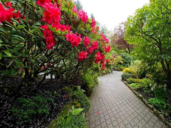 Exuberante Jardín Que Florece Primavera Con Tulipanes Macizos Flores Césped — Foto de Stock