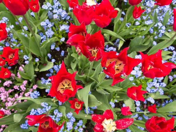 Красные Тюльпаны Клумбе Розовыми Декоративными Цветами — стоковое фото