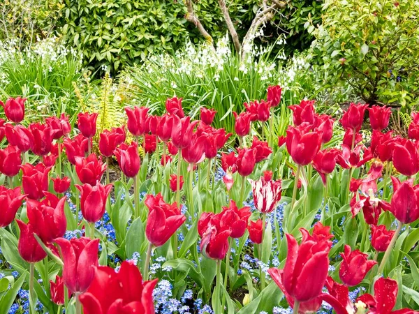 Красные Тюльпаны Клумбе Розовыми Декоративными Цветами — стоковое фото