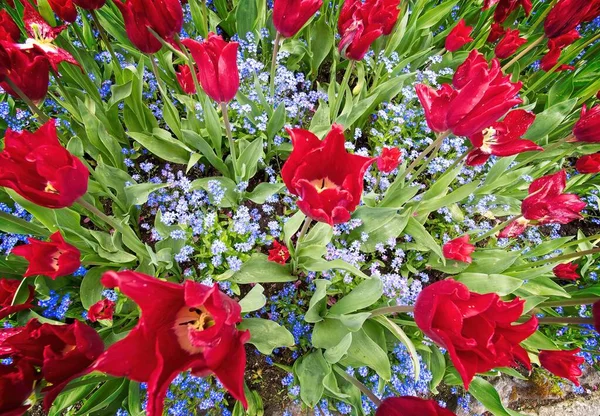 Tulipanes Rojos Parterre Con Flores Ornamentales Rosadas — Foto de Stock