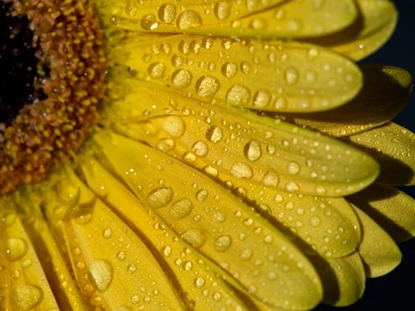 Gerbera Daisy Petals Covered Water Drops Close — Stock Photo, Image