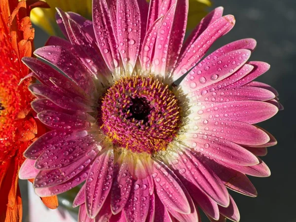 Gerbera Daisy Petals Covered Water Drops Close — Stock Photo, Image